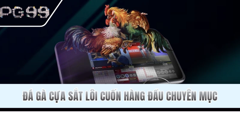 Đá gà cựa sắt trực tiếp sôi động, kịch tính